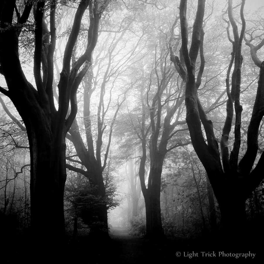 spooky beech tree woods fog